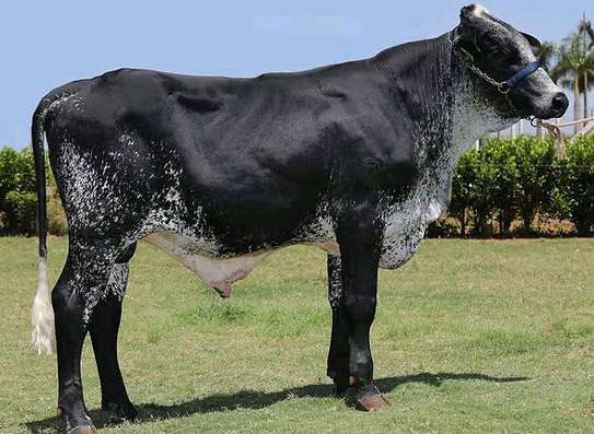 GRILLANDO HEIFERS image 3