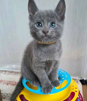 Beautiful pure breed Russian blue kittens image 5