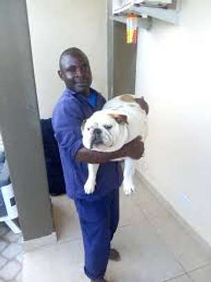 House Managers, Housekeepers, Chefs/Cooks, Estate Managers, Butlers, Chauffeurs/Drivers, Cleaners & Garden Services in Nairobi. image 11