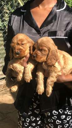 English Cocker spaniels image 2