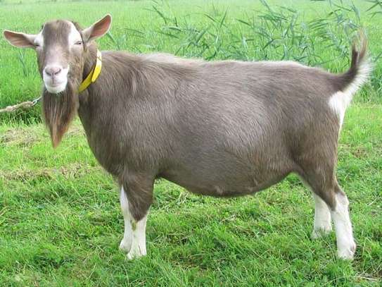 Dairy Goat Brown Milk Producer Healthy Mature image 4