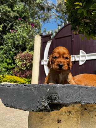 Cocker spaniel image 2