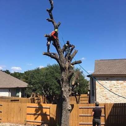 Tree Cutting Services Nairobi | Removal & Pruning image 6