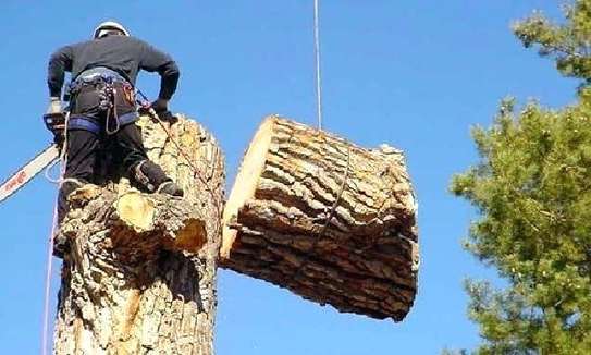Tree Pruning & Cutting Kiambu Road, Ruiru & Juja Estates image 4