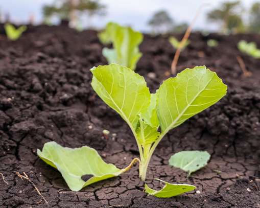 50 by 100 PRIME PLOTS FOR SALE IN MAKUTANO PI (MWEA) image 14
