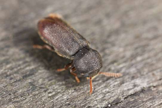 CHEAP Bed Bug Fumigation Services in Kiambu,Thika,Limuru image 8