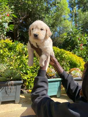 Golden retriever pups💕 image 2