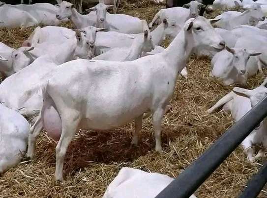Sannen breed image 4