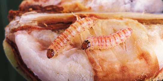 CHEAP Bed Bug Fumigation Services in Kiambu,Thika,Limuru image 3