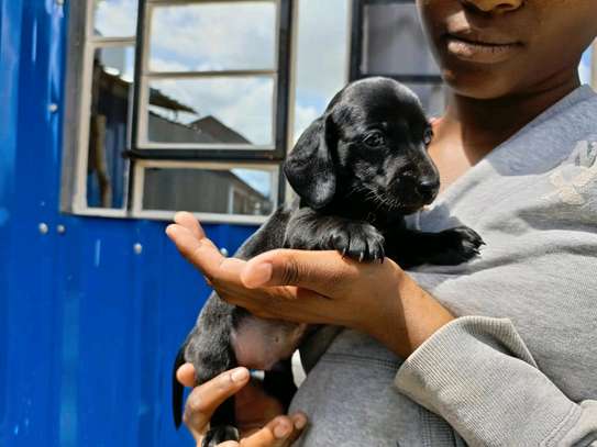 Miniature dachshund image 2