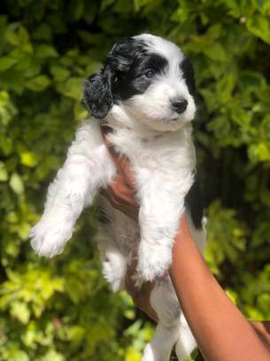 Havanese image 4