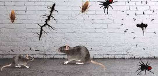 Fast Pest Control & Fumigation Thindigua | Kiambu Road image 2