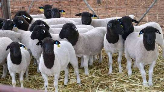 DOPPER SHEEP image 2