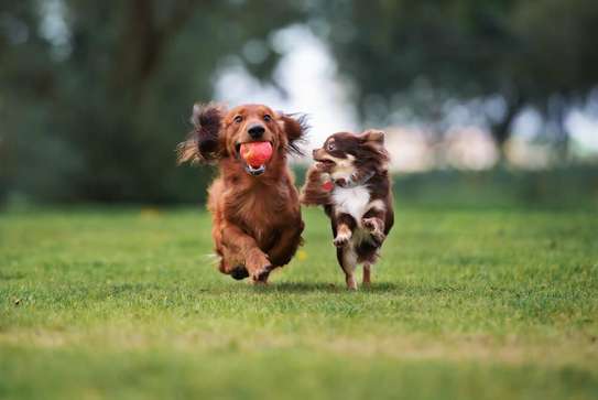 In-Home Dog Trainer Near You- Nairobi ,Kitengela, Kiambu image 3