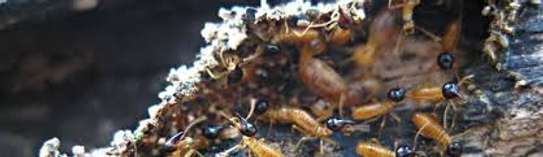 Reliable Pest & Termite Control in Ruiru | Bestcare FM image 3