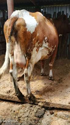 Ashley dairy cow image 5