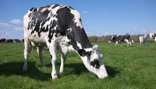 Farm Workers & Dairy Staff for Hire in Kiambu.Fast & Trusted image 6