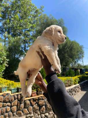 Golden retriever pups💕 image 3