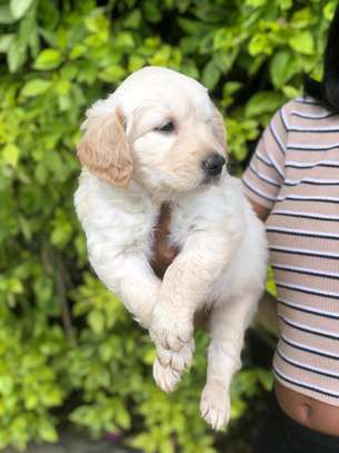 Golden retrievers image 4