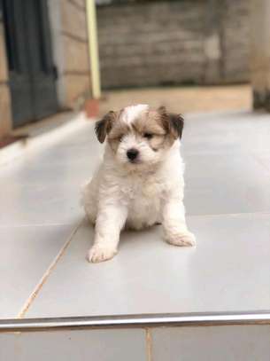 Havanese image 3