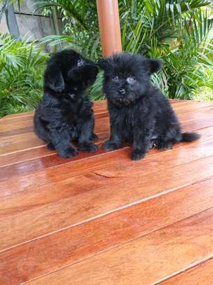 Havanese puppies image 2