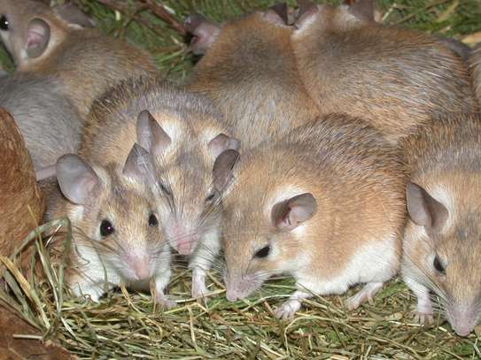CHEAP Bed Bug Fumigation Services in Kiambu,Thika,Limuru image 7