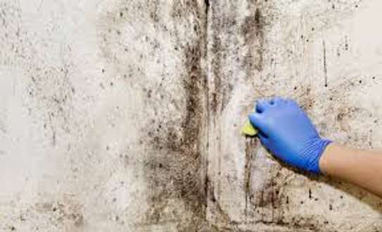 Professional Mould Removal Services in Nairobi image 3