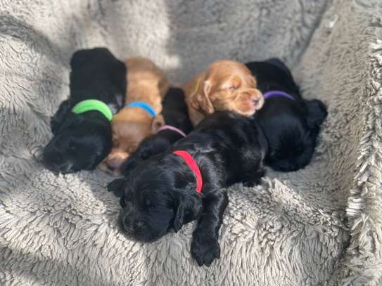 English Cocker Spaniel image 5
