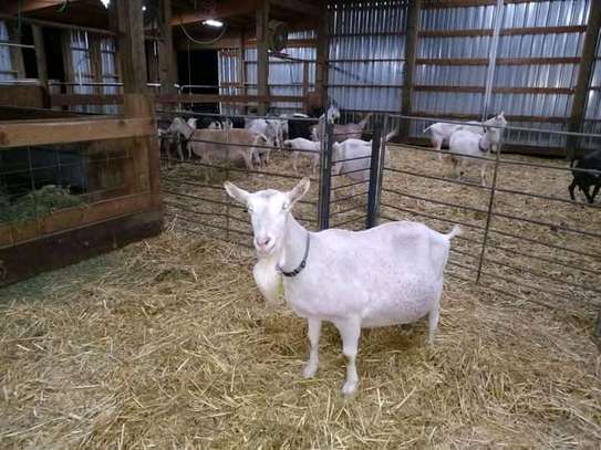 SANEN DAIRY GOATS image 3