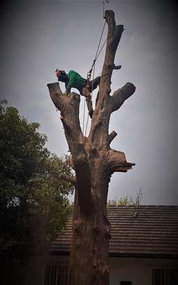 Tree Cutting Services Nairobi | Removal & Pruning image 7