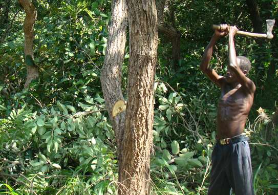 Expert Lawn Mowing & Garden Maintenance Limuru Tigoni image 5