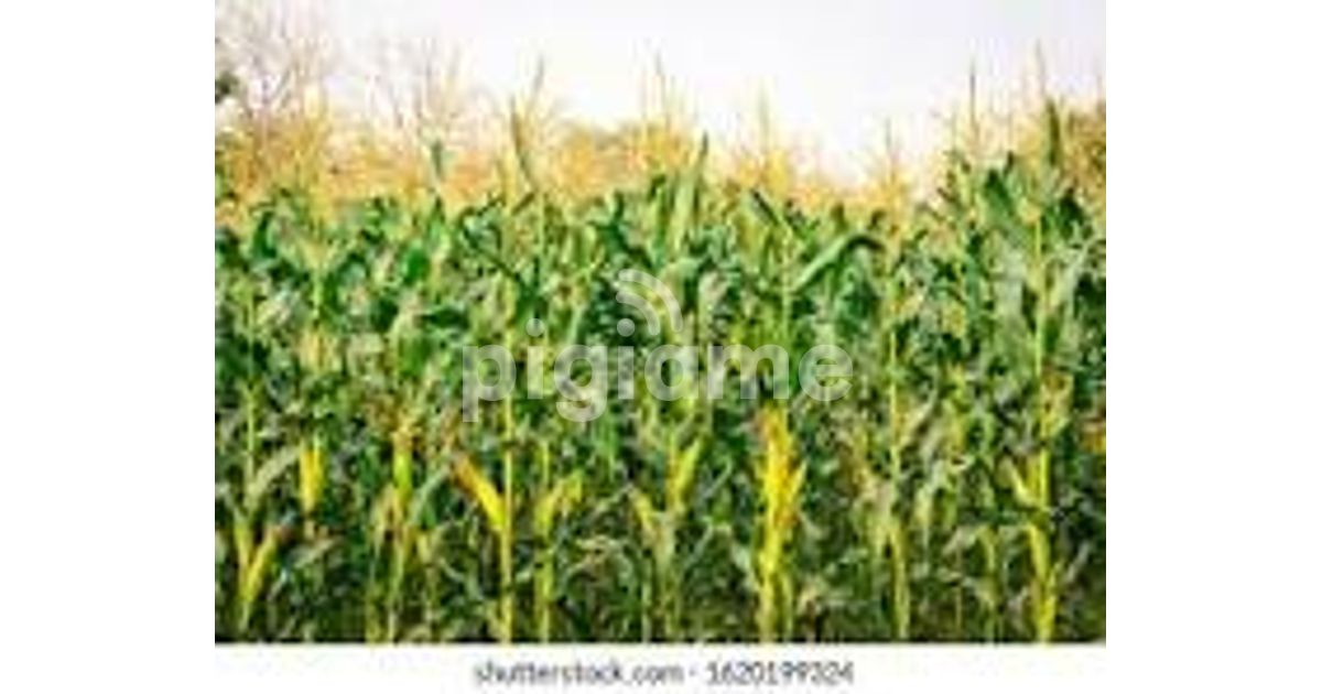 Kitale Waitaluk 96 Acres For Sale in Trans Nzoia PigiaMe