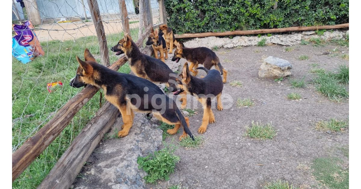 Pedigree german outlet shepherd puppies