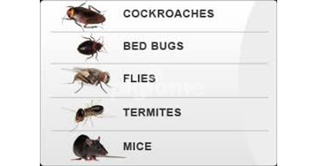 Strongest Bed Bug Killer In Kenya/Bed Bug Fumigation Nairobi in Nairobi