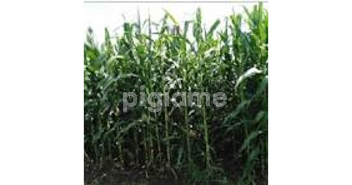 Kitale Waitaluk 96 Acres For Sale in Trans Nzoia PigiaMe