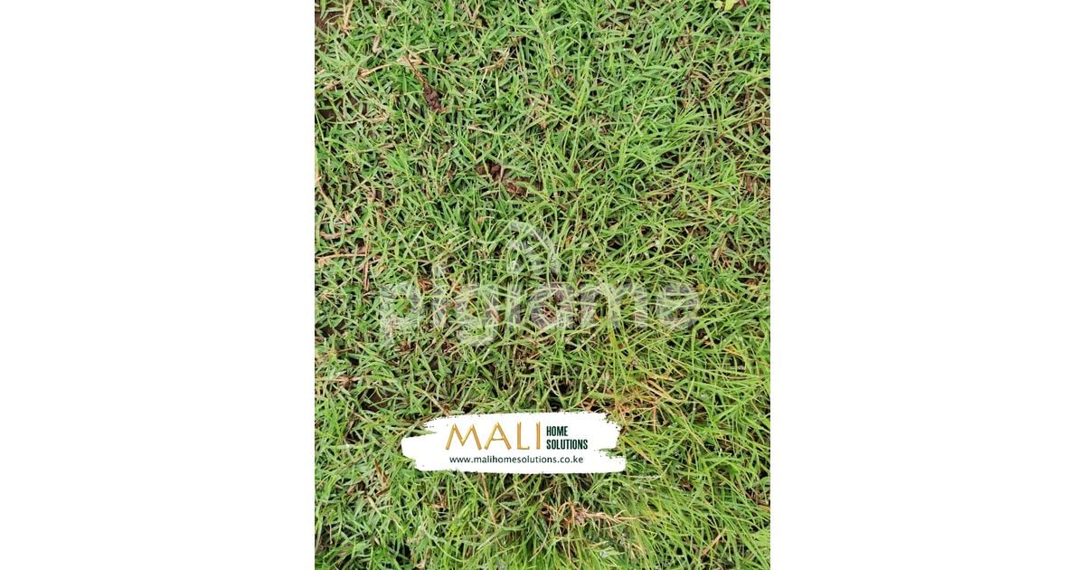 Tifsport Bermudagrass / South African Golf Greens Grass in Westlands