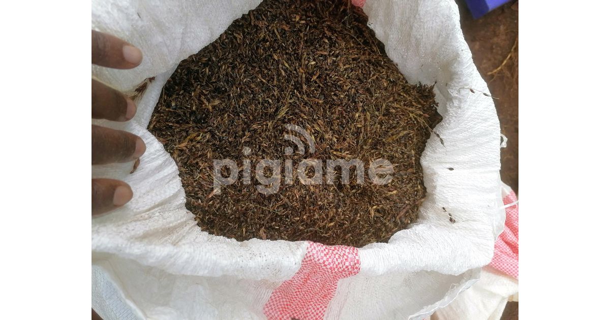 Sudan Grass Seeds in Muthaiga PigiaMe