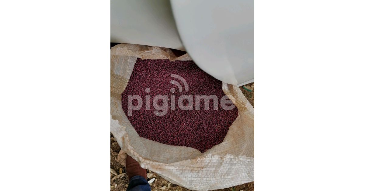 Sudan Grass Seeds in Muthaiga PigiaMe