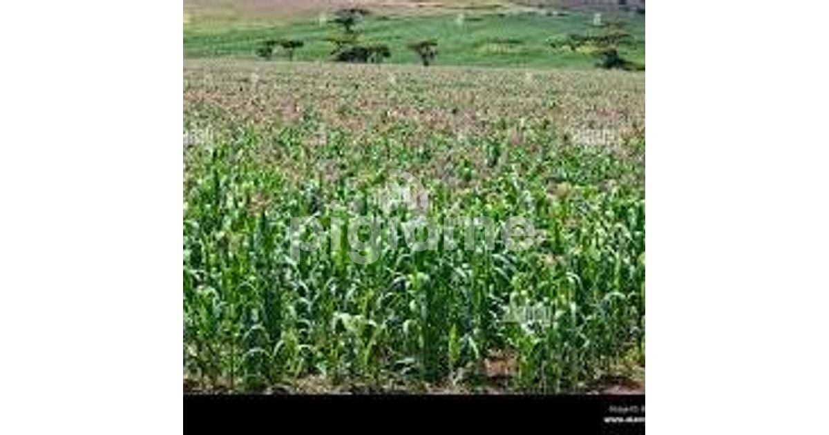 Kitale Trans Nzoia 2O Acres For Sale in Trans Nzoia PigiaMe