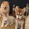 Dynasty Pets