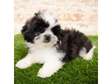 Pure breed maltese puppy