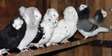 German 's pigeons  ውብ የቤት እርግቦች