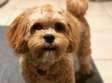 Brown maltese puppy