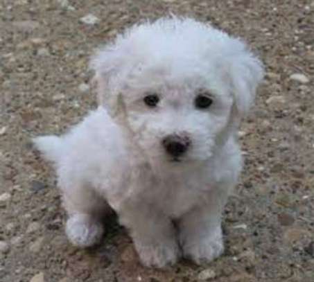 Fluffy salon puppy(maltese) image 2