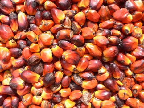 Ghana Oil Palm Development Company Limited banner