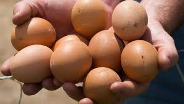 Hofam Eggs banner
