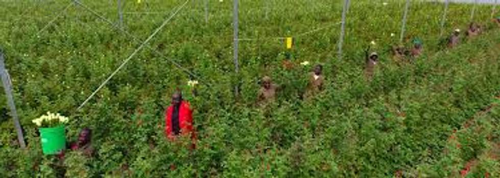 East African Growers Limited - EAGA banner