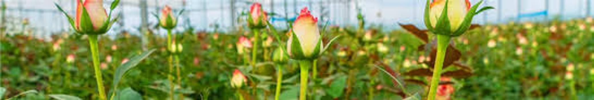 Credible Blooms Limited banner