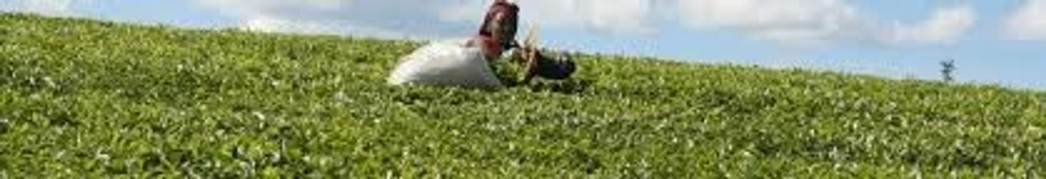 Sotik Tea Companies banner