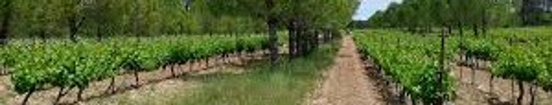 Trees for the Future banner